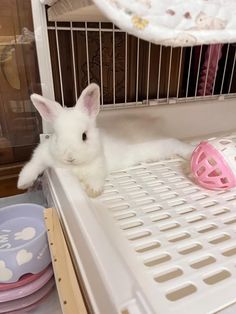 a small white rabbit sitting inside of a cage