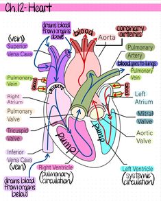 the human heart labeled in all its major parts and functions, with labels on each side