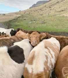 a herd of cattle standing on top of a lush green field next to a hillside