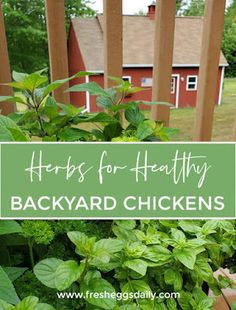 herbs for healthy backyard chickens in the garden