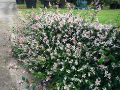 a bush with white and pink flowers next to a road