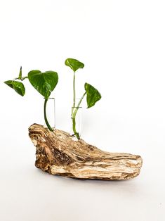 two plants are growing out of a piece of driftwood that has been cut down