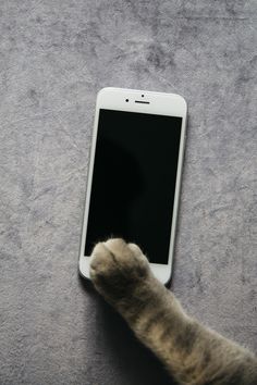 a cat paw reaching for an iphone screen