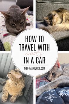 four different pictures with cats sleeping on the couch and one cat laying down in the car