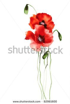 watercolor painting of red poppies on white background with space for your text or image