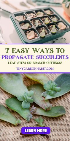 How To Propagate Succulents In Water, How To Propagate Succulents From Leaves, Propogate Succulents, Succulent Propagation In Water, Succulent Leaf Propagation, Types Of Mulch