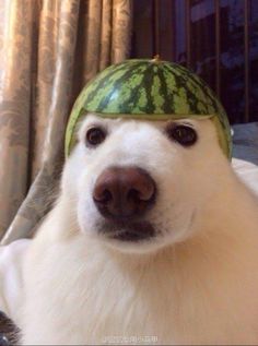 a white dog with a watermelon hat on his head