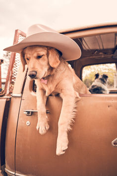 a dog wearing a cowboy hat sitting in the back of a truck