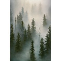 an image of foggy trees in the woods on a mountain range with pine trees