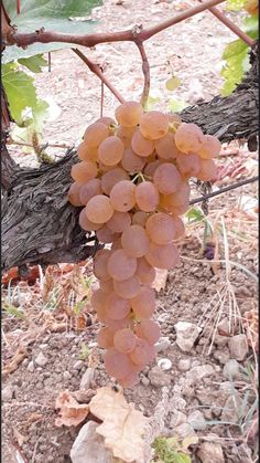 a bunch of grapes hanging from a vine in the dirt next to a fallen tree