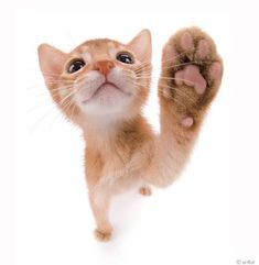 an orange cat with its paws up in the air