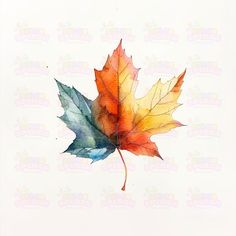 a watercolor painting of a maple leaf on a white background with the colors of autumn