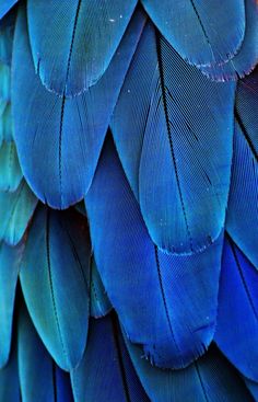 the back side of a blue bird's feathers