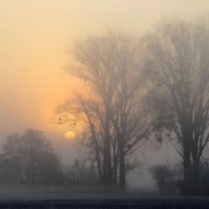 the sun is setting behind some trees on a foggy day