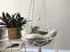 a cat sitting in a hammock hanging from a rope