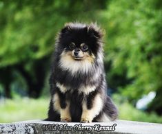 a small black and brown dog sitting on top of a cement wall next to trees