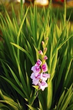 a pink and white flower in the middle of some green grass