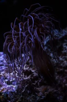 anemone with purple tentacles in the dark water near some rocks and algaes