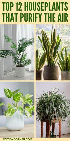 Indoor plants that purify the air. Air Cleaning House Plants, Boost Oxygen, Air Filtering Plants, Indoor Plants Clean Air, Best Air Purifying Plants, Air Cleaning Plants, Indoor Palms, Air Purifying House Plants, Household Plants