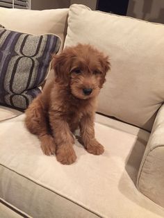 a small brown dog sitting on top of a couch