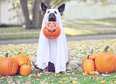 a dog dressed up in a ghost costume with pumpkins