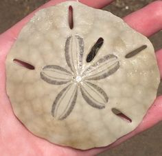 a hand holding a sand dollar shaped like a flower