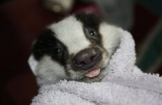 a baby badger is wrapped in a towel and looking at the camera with its tongue out