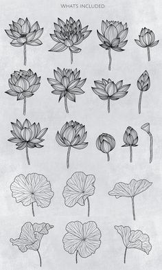 a bunch of flowers that are drawn in black and white