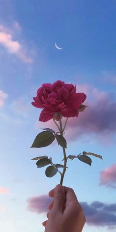 a person holding a pink rose up to the sky with a half moon in the background