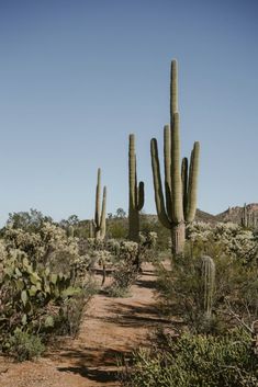 several large cactus trees in the desert