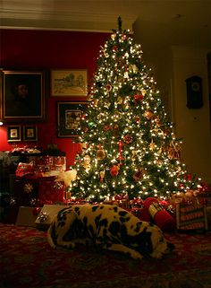 a decorated christmas tree in a living room next to a dog laying on the floor