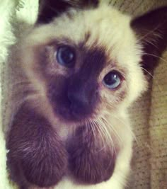 a siamese cat with blue eyes laying down on a blanket looking at the camera