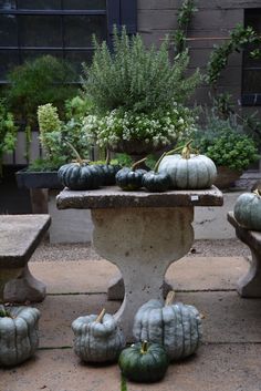 pumpkins and gourds are sitting on a stone bench in front of a building