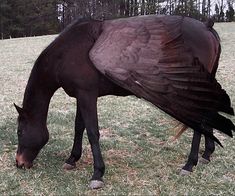 a large black bird standing on top of a lush green field next to a horse