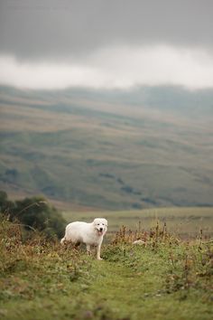 a white dog standing on top of a lush green hillside under a cloudy sky with mountains in the background