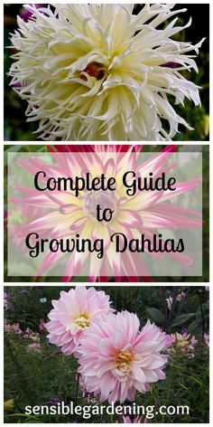 the complete guide to growing dahlias