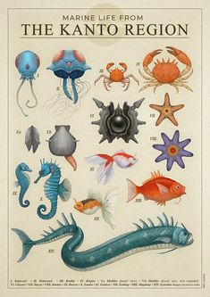 an illustration of marine life from the kanto region