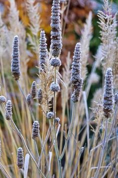 some very pretty looking plants with snow on them