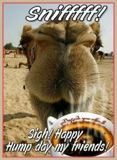 a camel is looking at the camera with its mouth open and coffee cup in front of it