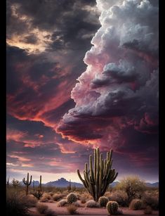 a large cactus sitting in the middle of a desert under a cloudy sky with clouds