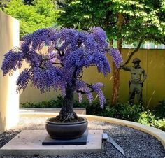 a bonsai tree with purple flowers in a pot on a rock garden area next to a wall