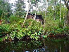 a house in the middle of some trees and plants on the water's edge