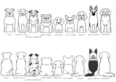 the different breeds of dogs are shown in black and white