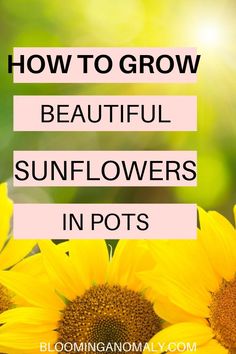 sunflowers with text overlay how to grow beautiful sunflowers in pots