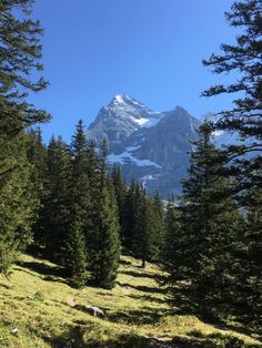 there is a mountain in the distance with trees on both sides and snow on the top