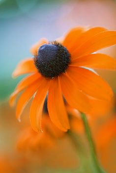 an orange flower with water droplets on it