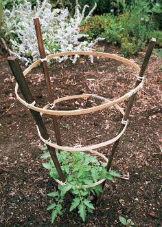 an outdoor garden with plants growing in the ground and some sticks sticking out of it