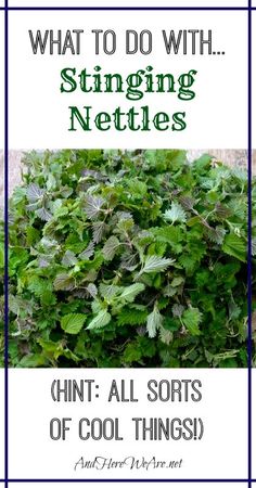 what to do with stringing nettles? hint all sorts of cool things