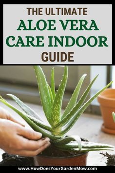 Aloe Plant Care, Aloe Vera Plant Indoor, Aloe Care, Growing Aloe Vera, Aloe Vera Care, Home Oasis, Aloe Plants, Household Plants, Plant Care Houseplant