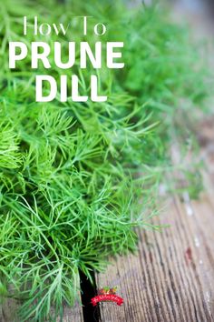 a plant with the words how to prune dill in front of it on a wooden surface